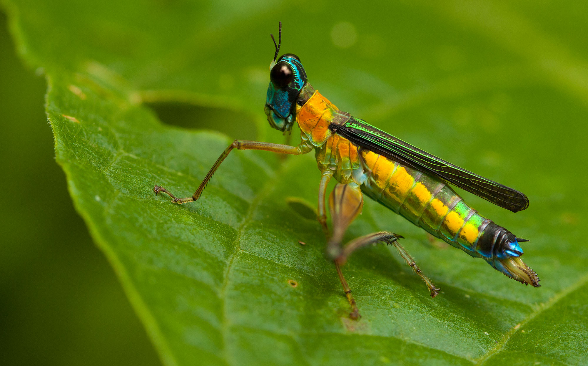 A Monkey Hopper of the genus Eumastacidae