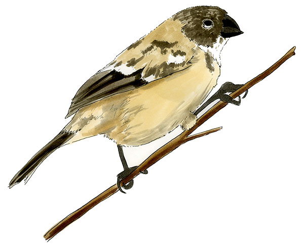 Watercolor and Copic marker sketch of a Morelet's Seedeater (Sporophila morelleti), by Erik Gauger.