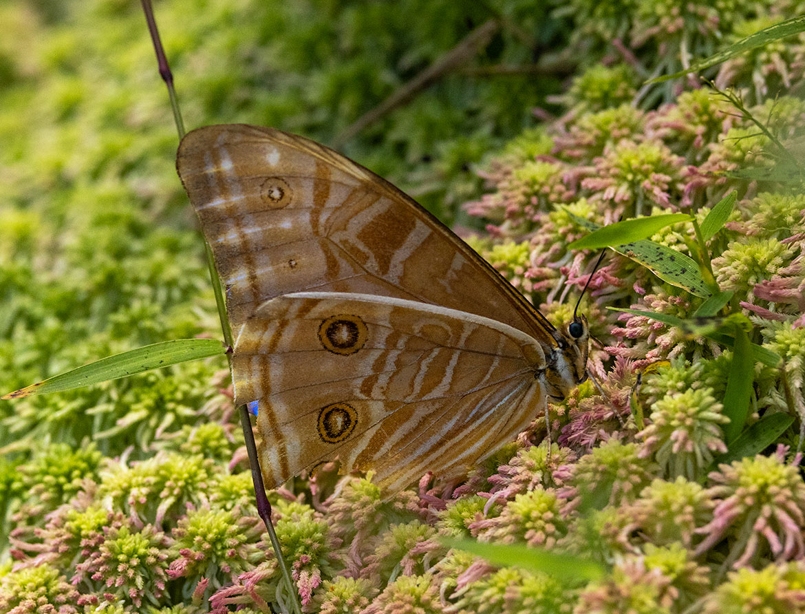 Morpho rhodopteron Butterfly (Morpho rhodopteron), El Dorado Lodge, Santa Marta Mountains, Magdalena, Colombia
