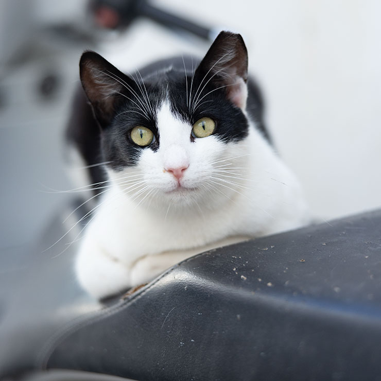 Curious white and orange alley cat resting atop a red moped in Naoussa, Paros, Greece.