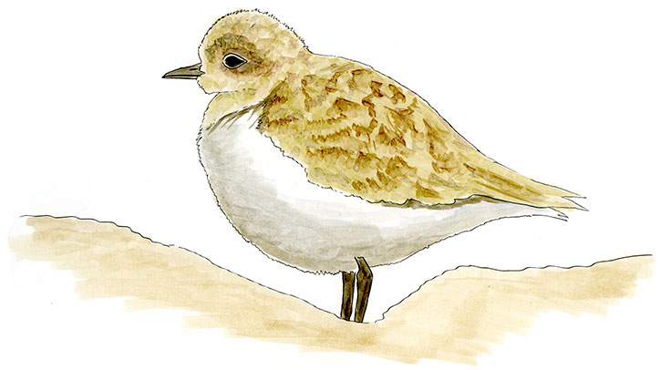 Watercolor and Copic marker sketch of a Mountain Plover (Anarhynchus montanus), by Erik Gauger.