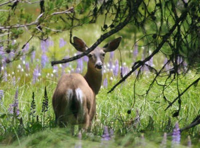 Mule Deer (Odocoileus hemionus)