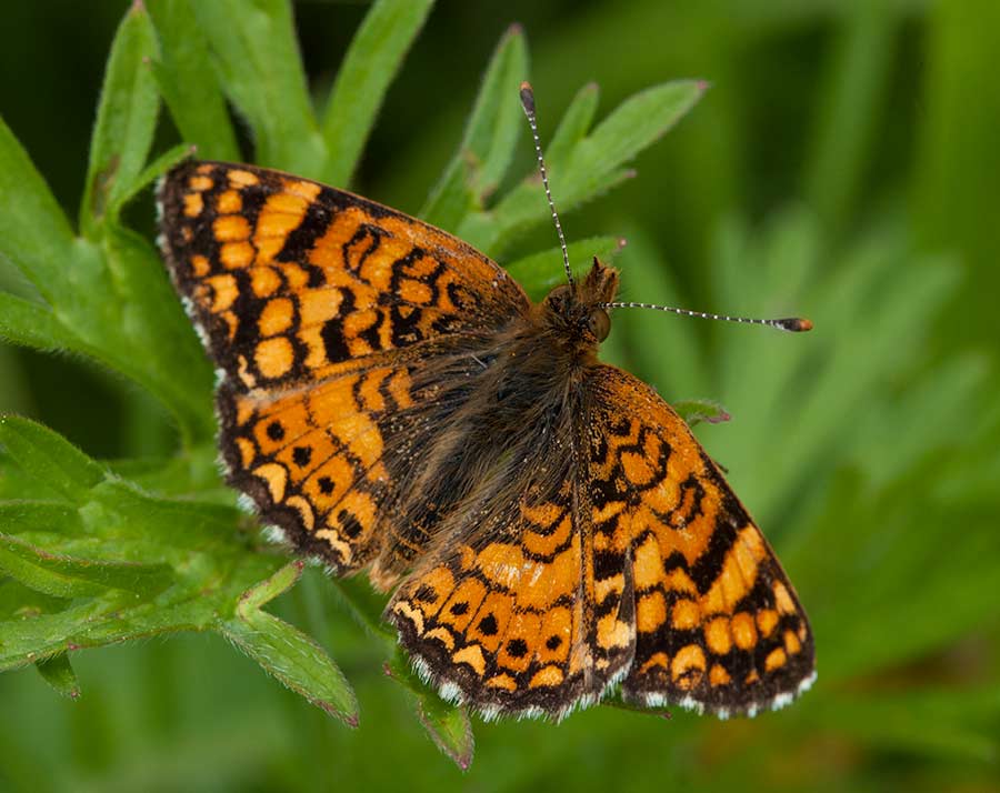 Mylitta Crescent (Phyciodes mylitta), Tualatin, Oregon