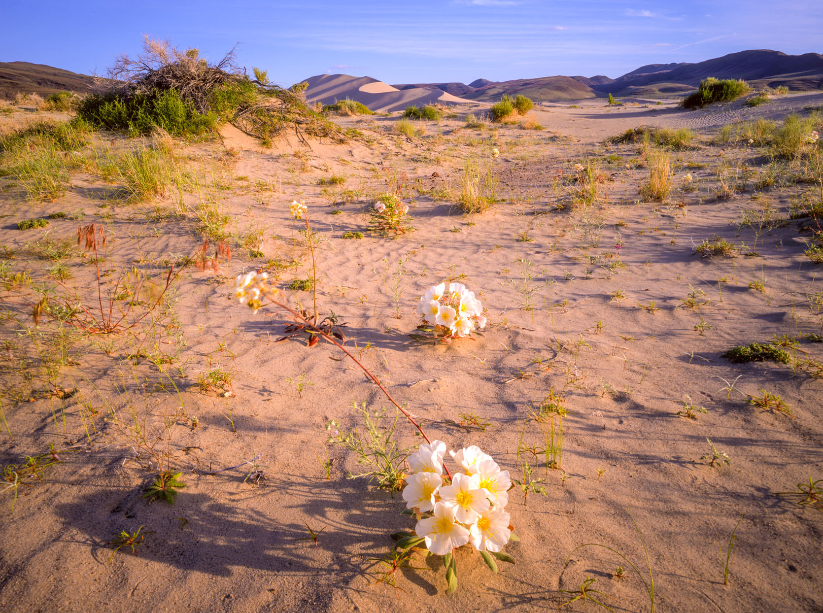 Nevada Sand Dunes