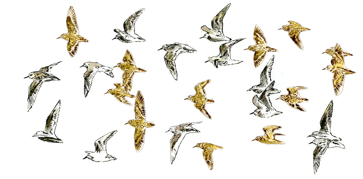 Protecting migrating birds at the Minnesota Vikings Stadium