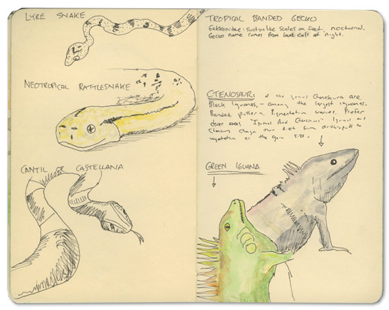 Reptiles of Nicaragua