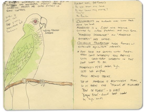 Parrot Sketch