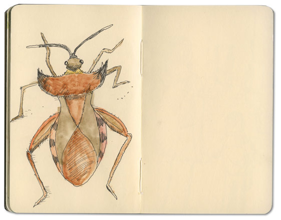 True Bug Species Sketch