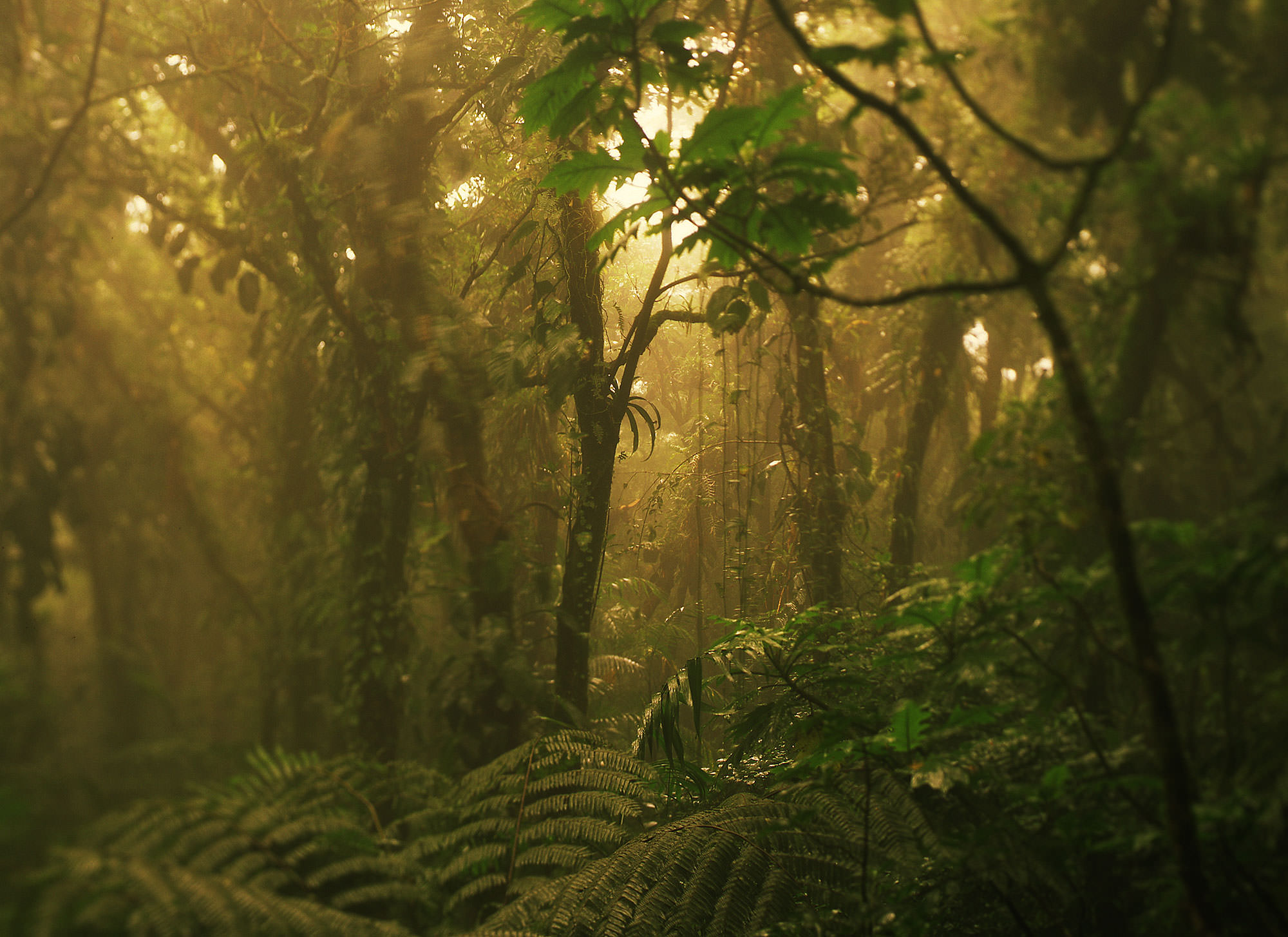 The Nicaragua Jungle. Mombacho Volcano, Nicaragua