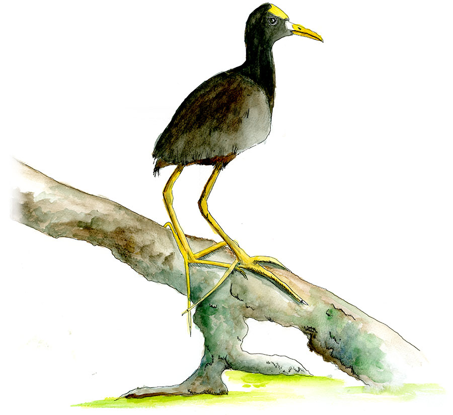 Northern Jacana in watercolor.