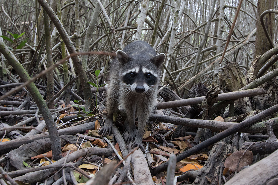Northern Raccoon (Procyon lotor)
