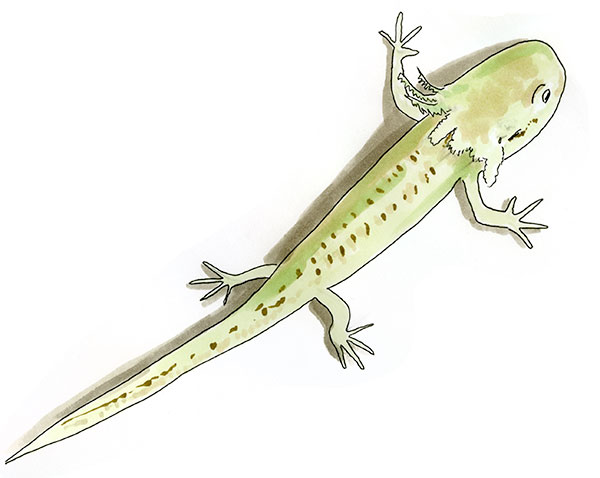 Northwestern Salamander (Ambystoma gracile) — Copic and watercolor sketch emphasizing the sturdy build and parotoid areas of a Pacific Northwest mole salamander.