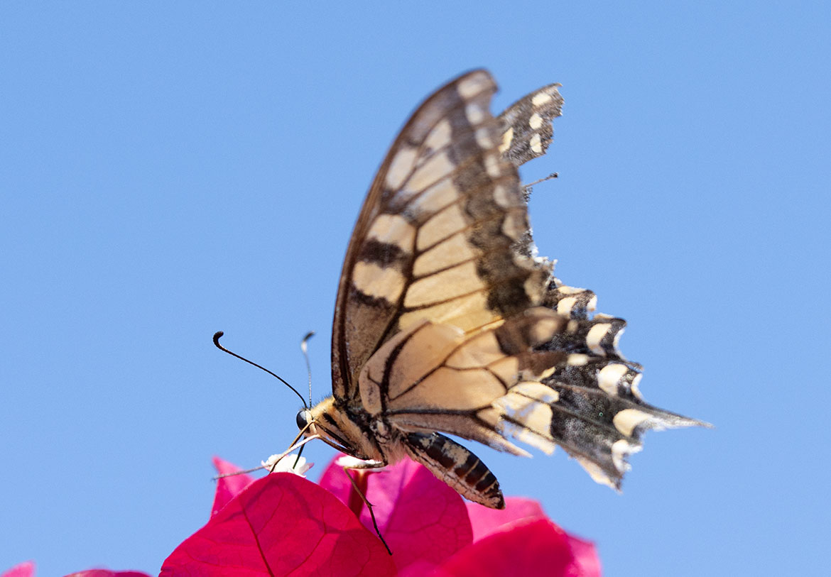 Old World Swallowtail (Papilio machaon), Paros Park, Paros, Greece