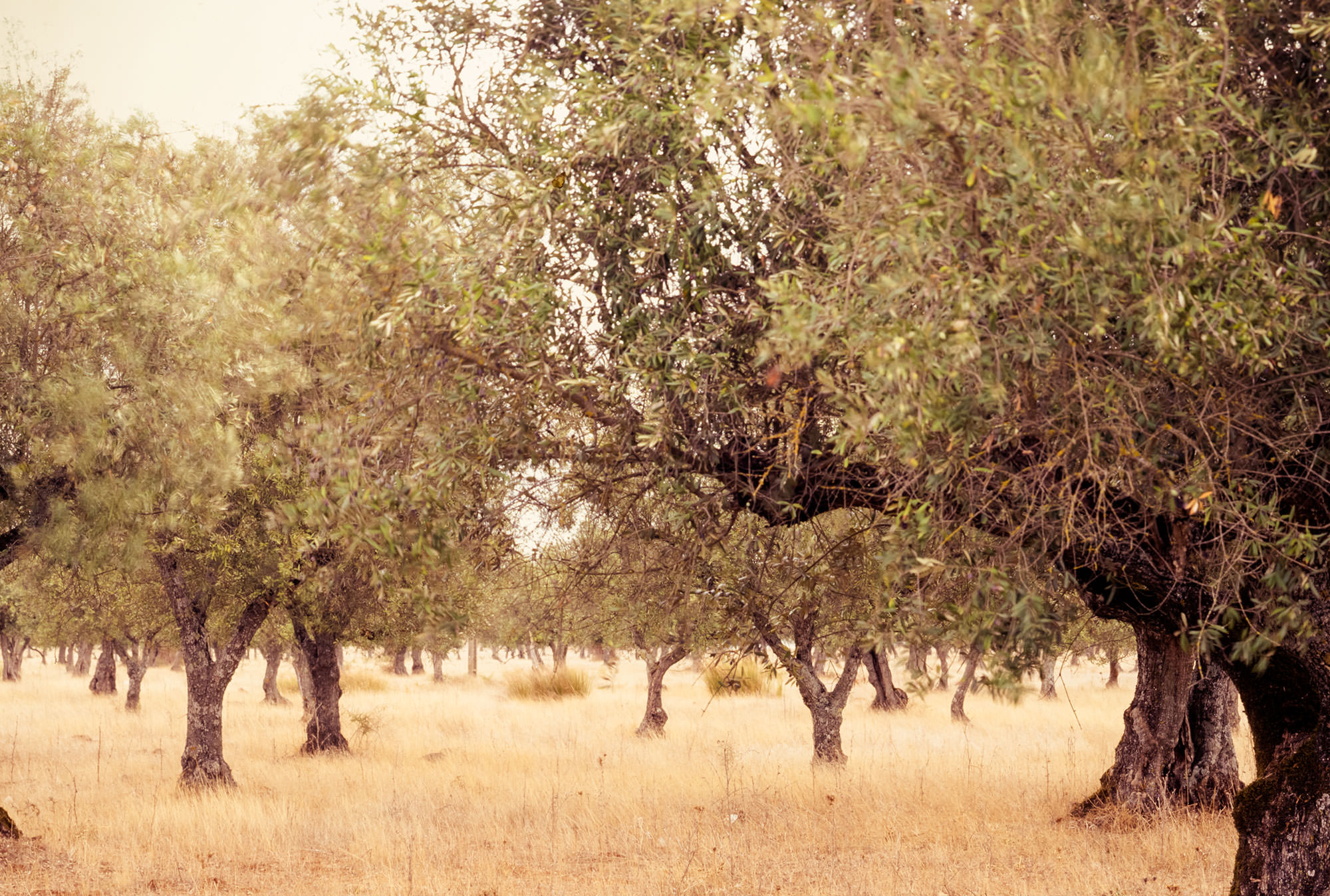 Olive groves in Portugal, near the border of Spain.