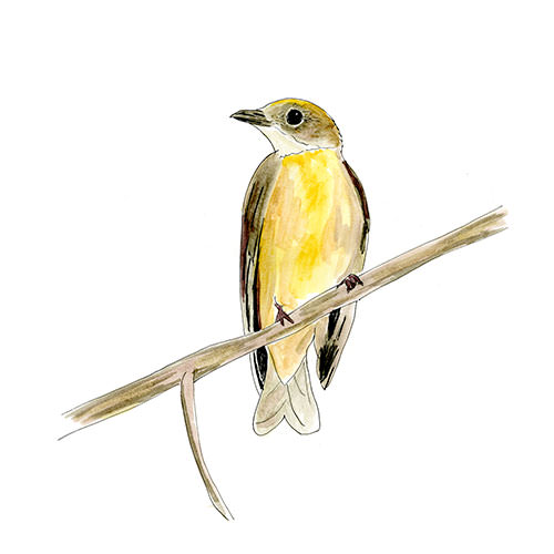 Watercolor and Copic marker sketch of a Orange-crowned Manakin (Heterocercus aurantiivertex), by Erik Gauger.