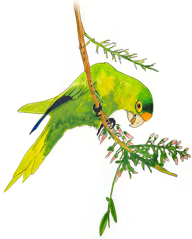 Watercolor and Copic marker sketch of a Orange-fronted Parakeet (Eupsittula canicularis), by Erik Gauger.