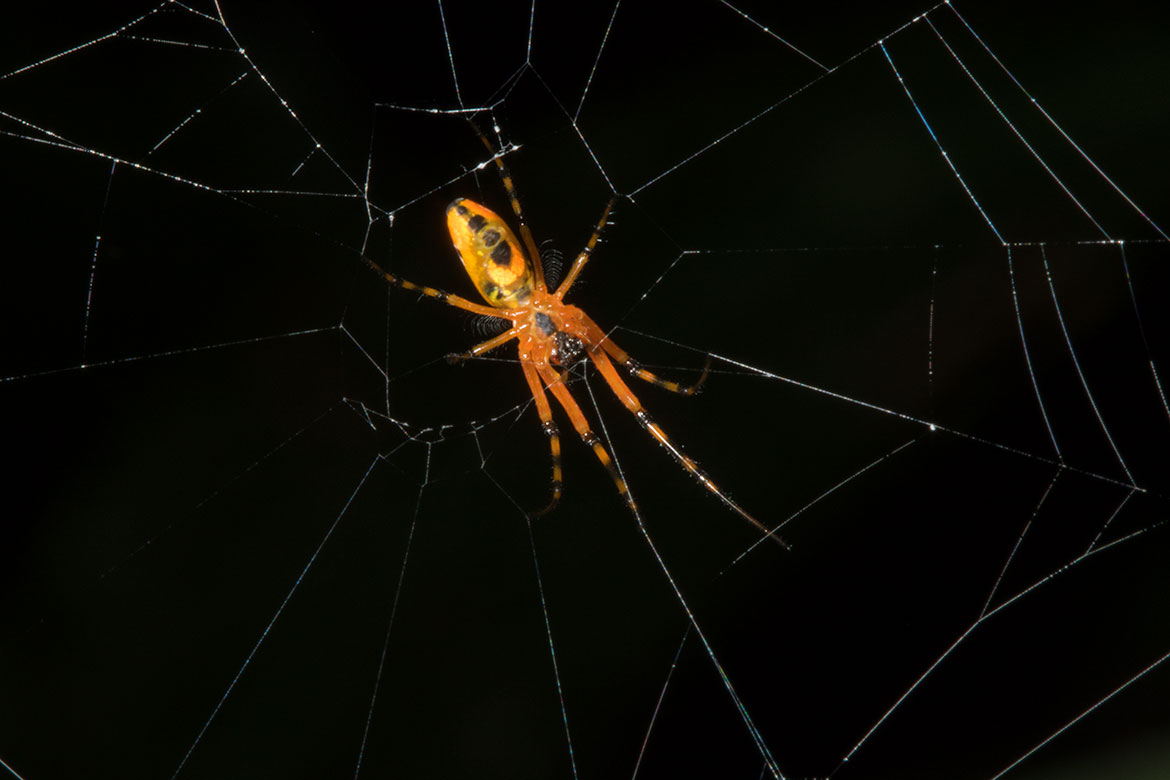 Unidentified orange spider from Tambopata, Peru on orb web in low understory