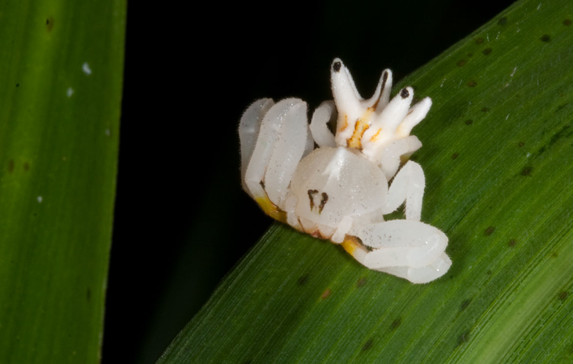 Orchid-mimic Crab Spider (Epicadus cf. granulatus) from El Valle de Antón, Panama on orange heliconia-like bract