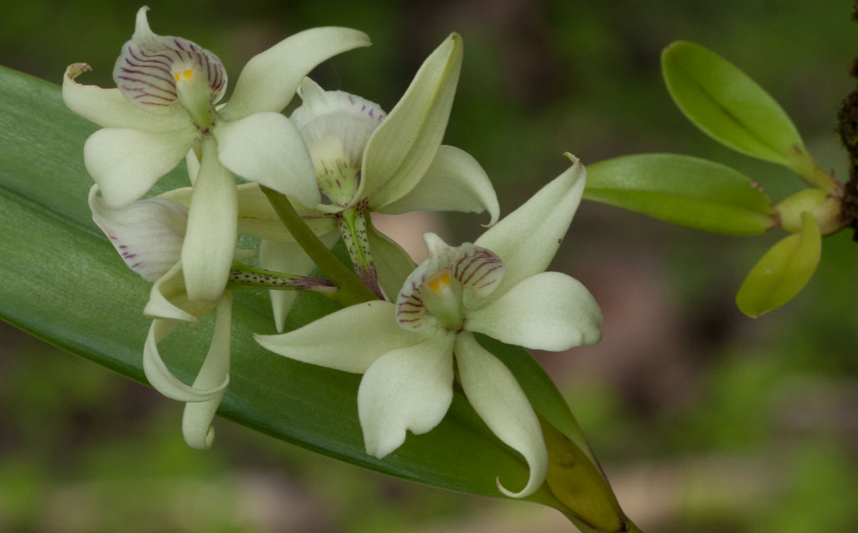 Orchid in San Blas Islands