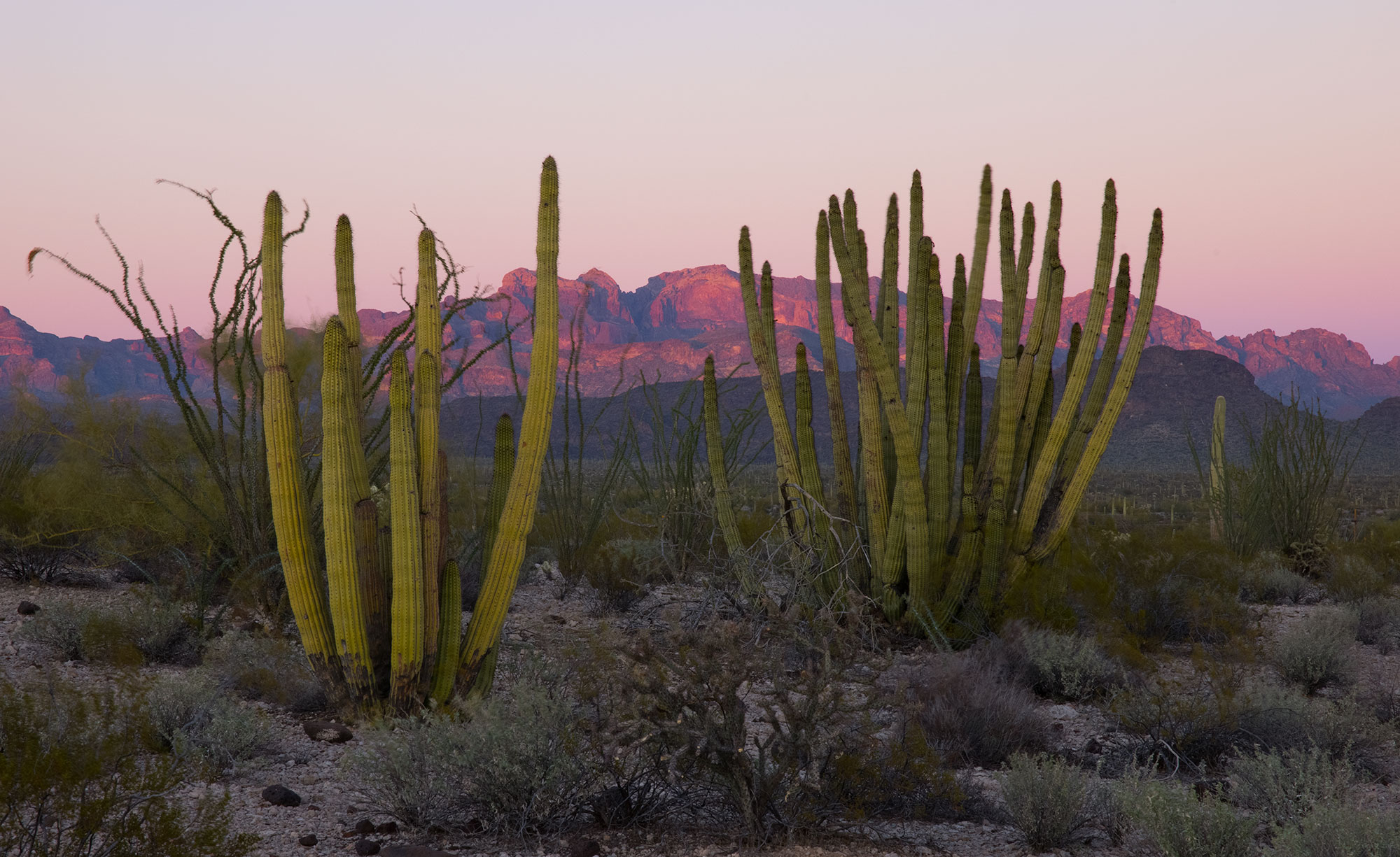Organ Pipe Cactuses in Organ Pipe Cactus National Monument