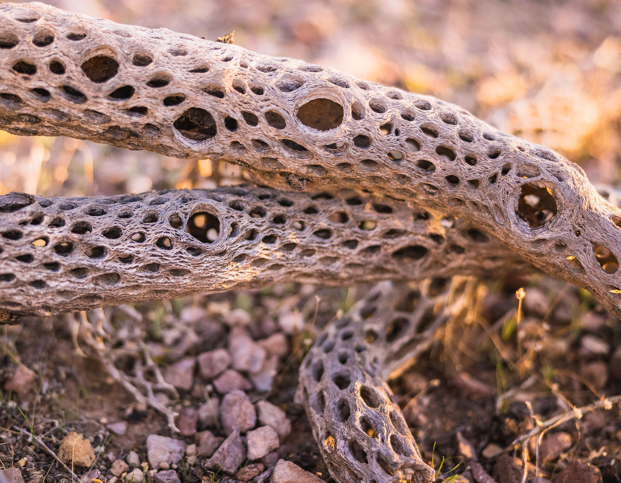 Dead Cactus in Organ Pipe Cactus National Moniument