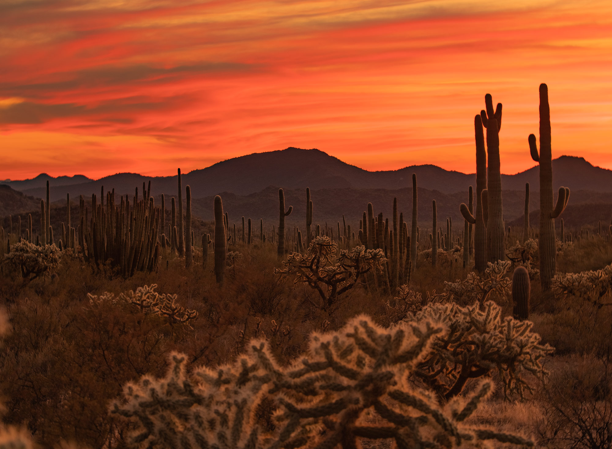 Road to Quitobaquito Spring: Organ Pipe Cactus National Monument