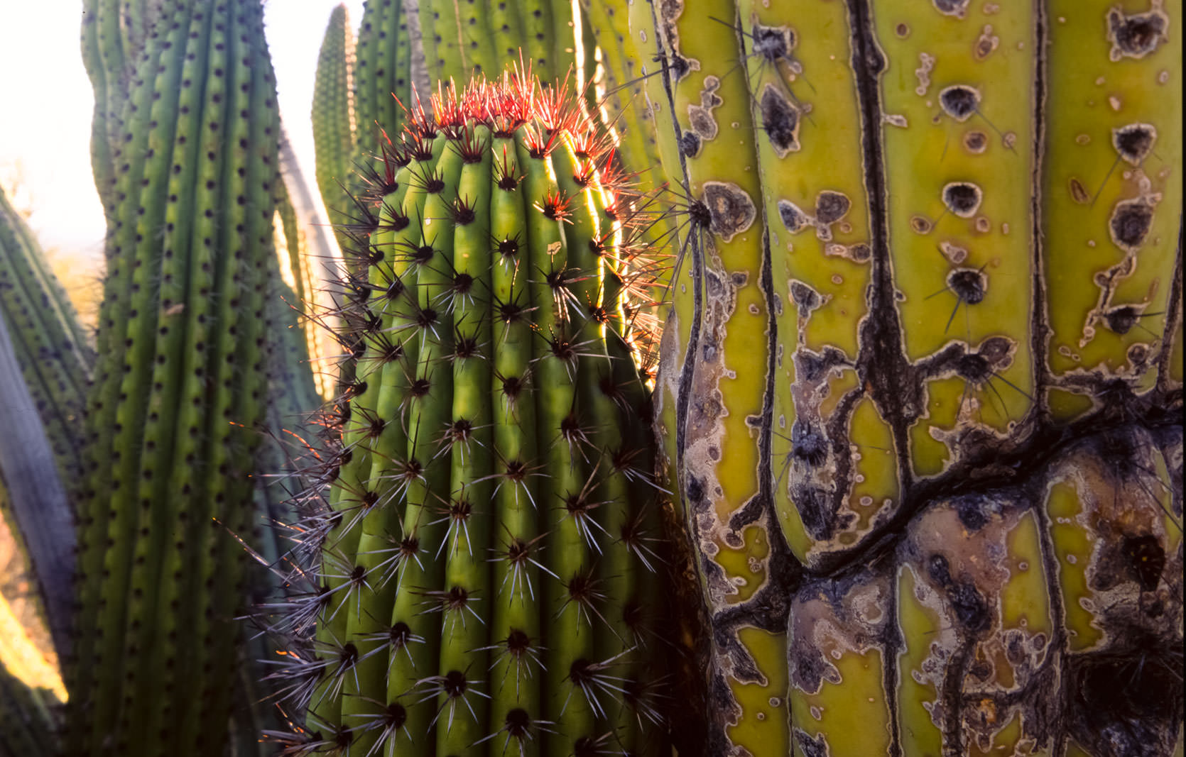 Organpipe Cactus Photo