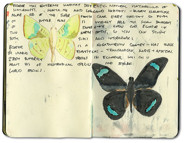 Amazon Butterflies Sketch