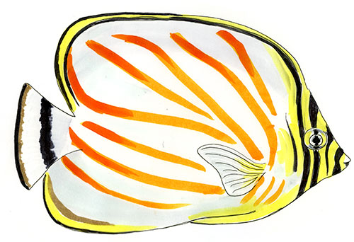 Copic and watercolor sketch of an Ornate Butterflyfish (Chaetodon ornatissimus) hovering above branching coral.