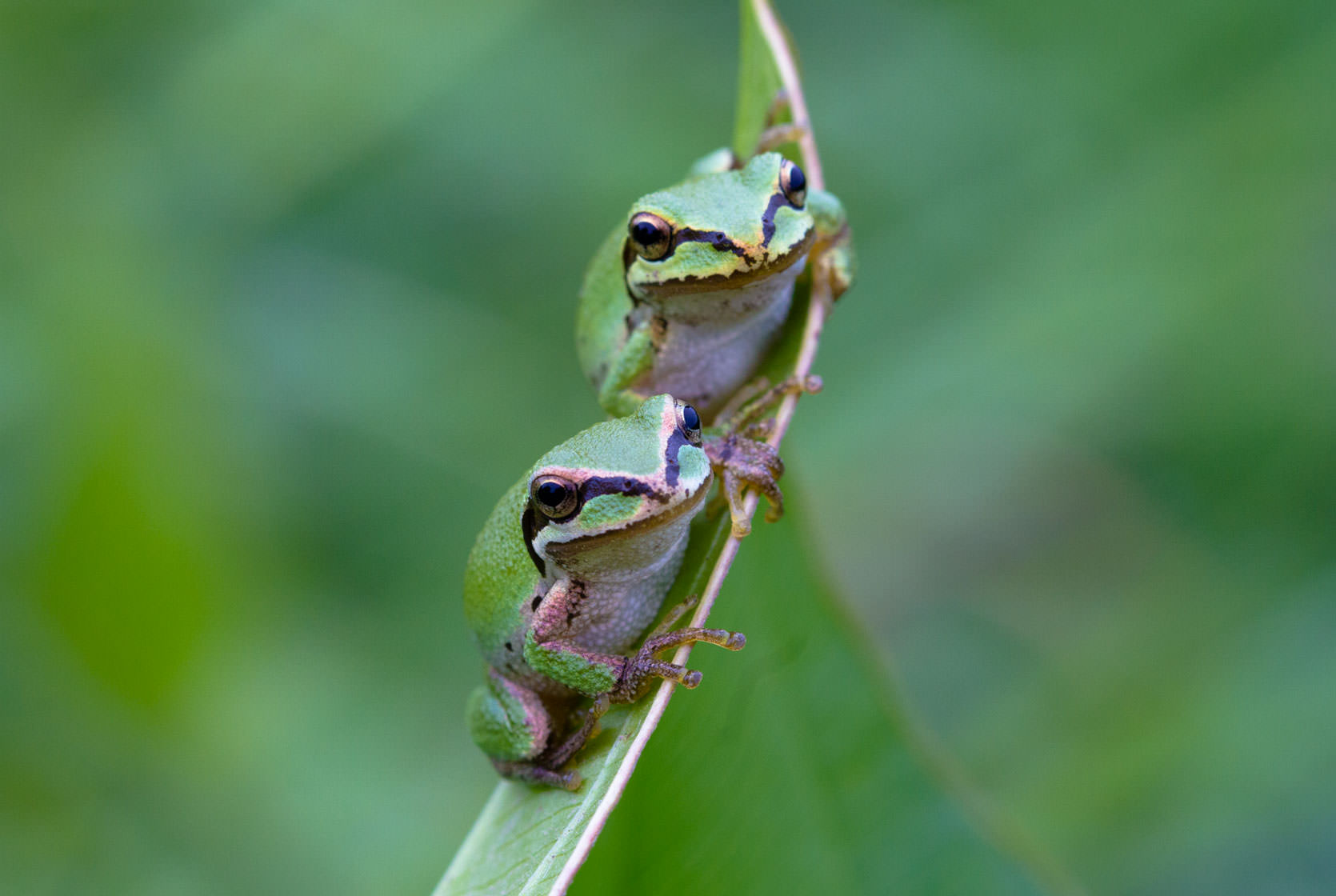 Pacific Chorus Frogs photographed near Portland, Oregon.