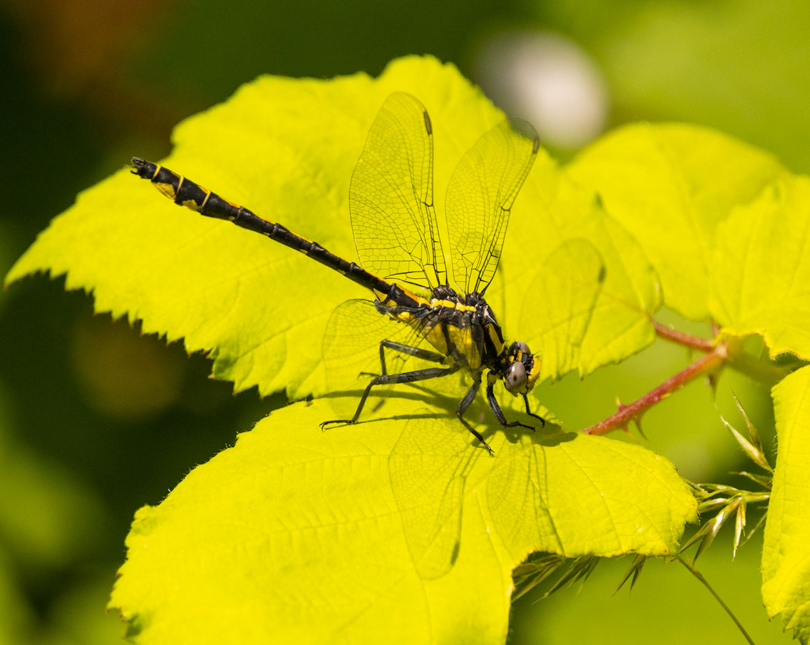 Pacific Clubtail (Phanogomphus kurilis) from Tualatin, Oregon—slender clubtail on riverside perch