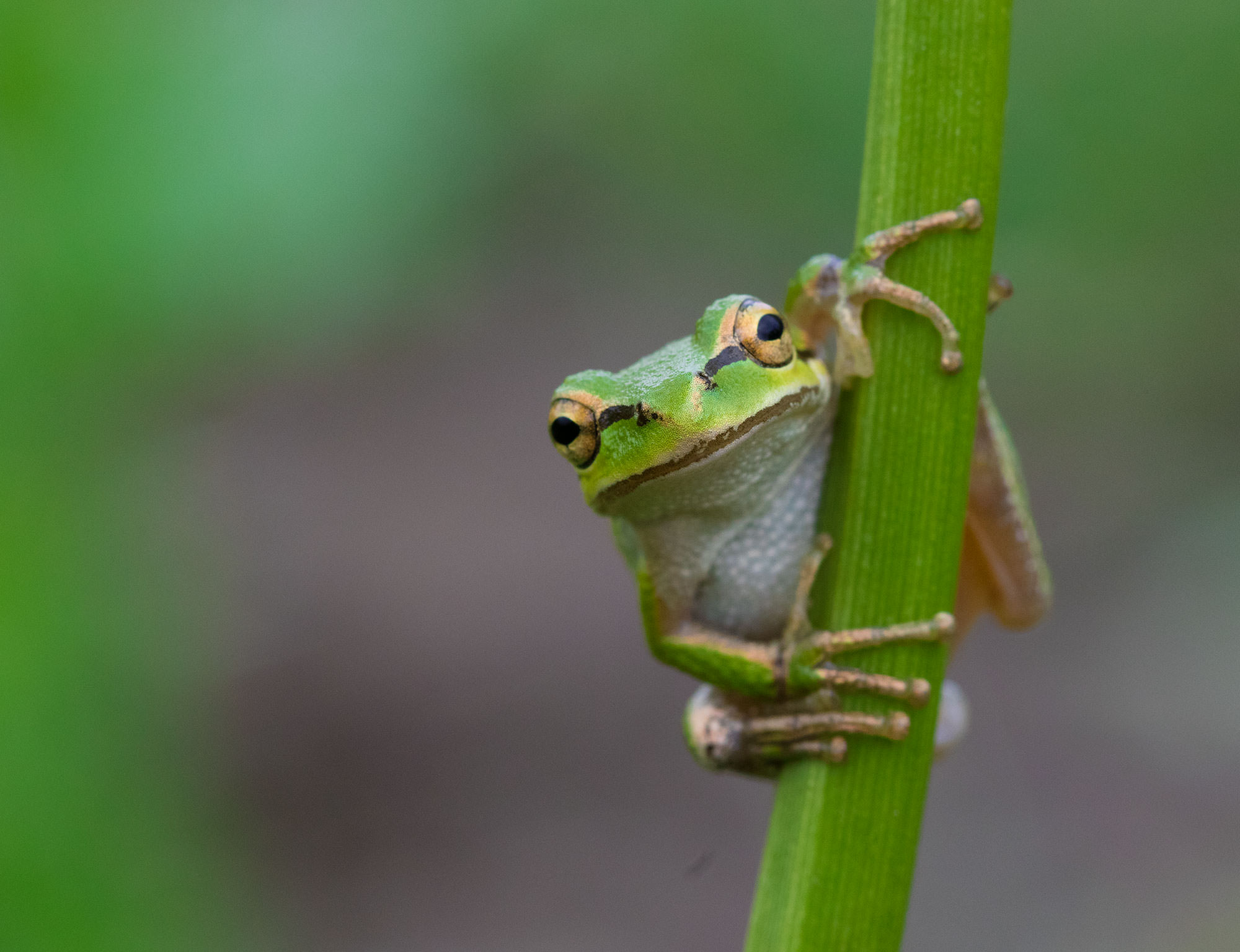 Chorus Frog