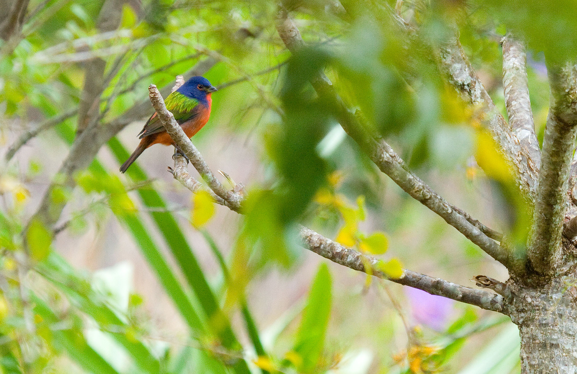 Painted Bunting in the Abaco Islands