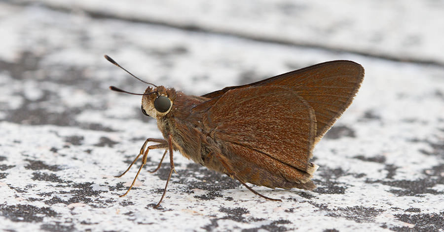 Palatka Skipper (Euphyes pilatka), Abaco, Bahamas