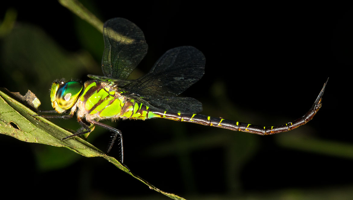 Pale Green Darner (Triacanthagyna septima) from Peru's Tambopata—slim aeshnid with pale green tones