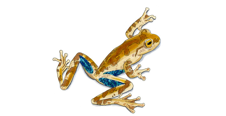 Panama Cross-banded Tree Frog (Smilisca sila) — Copic and watercolor sketch highlighting the cross-banded pattern and broad head of this Neotropical hylid.