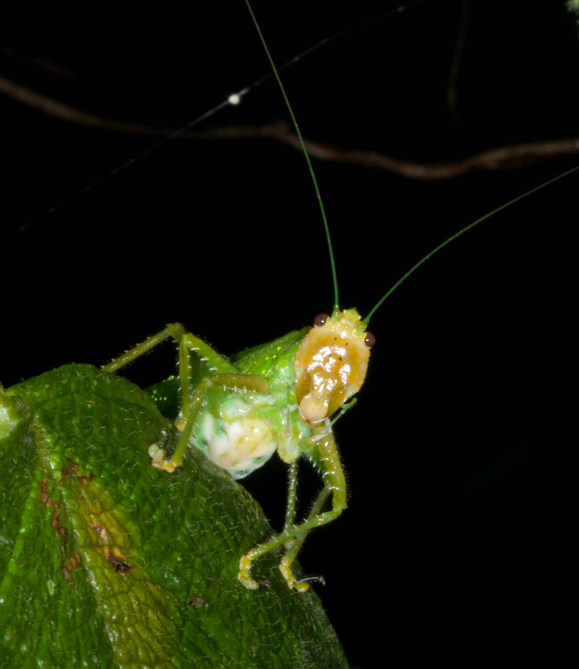 Katydid devours in the night