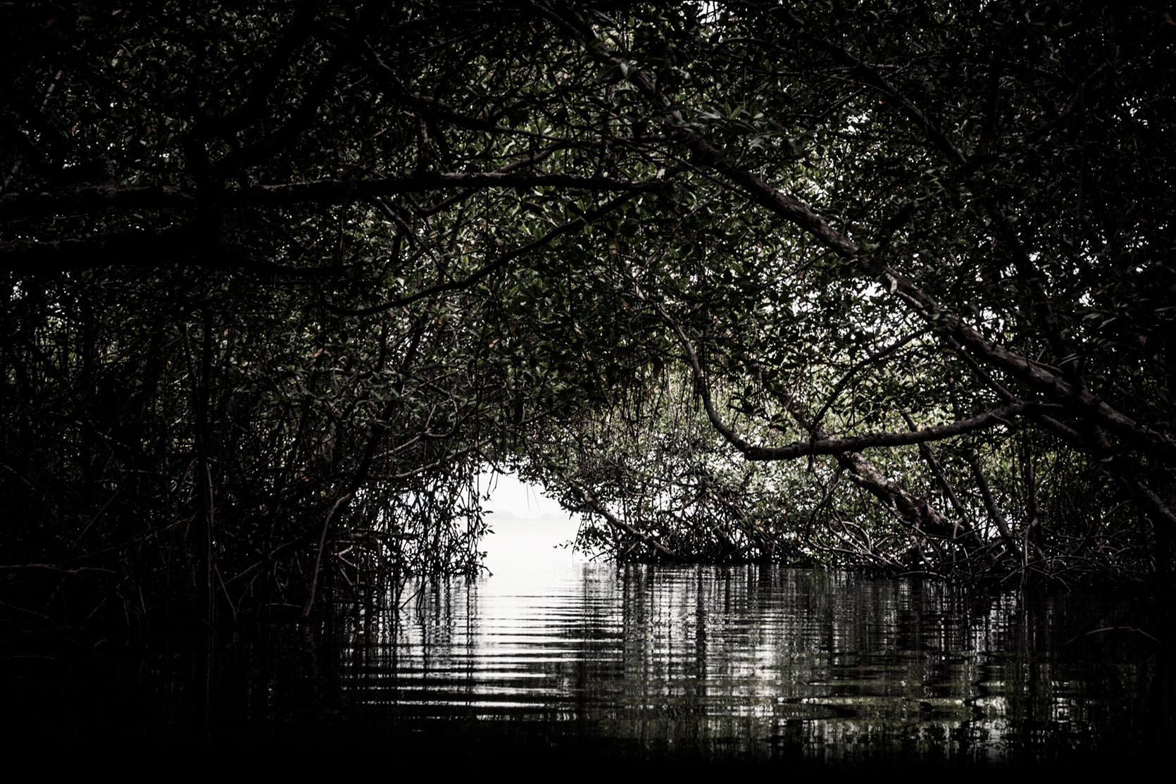 Salt Creek Mangroves