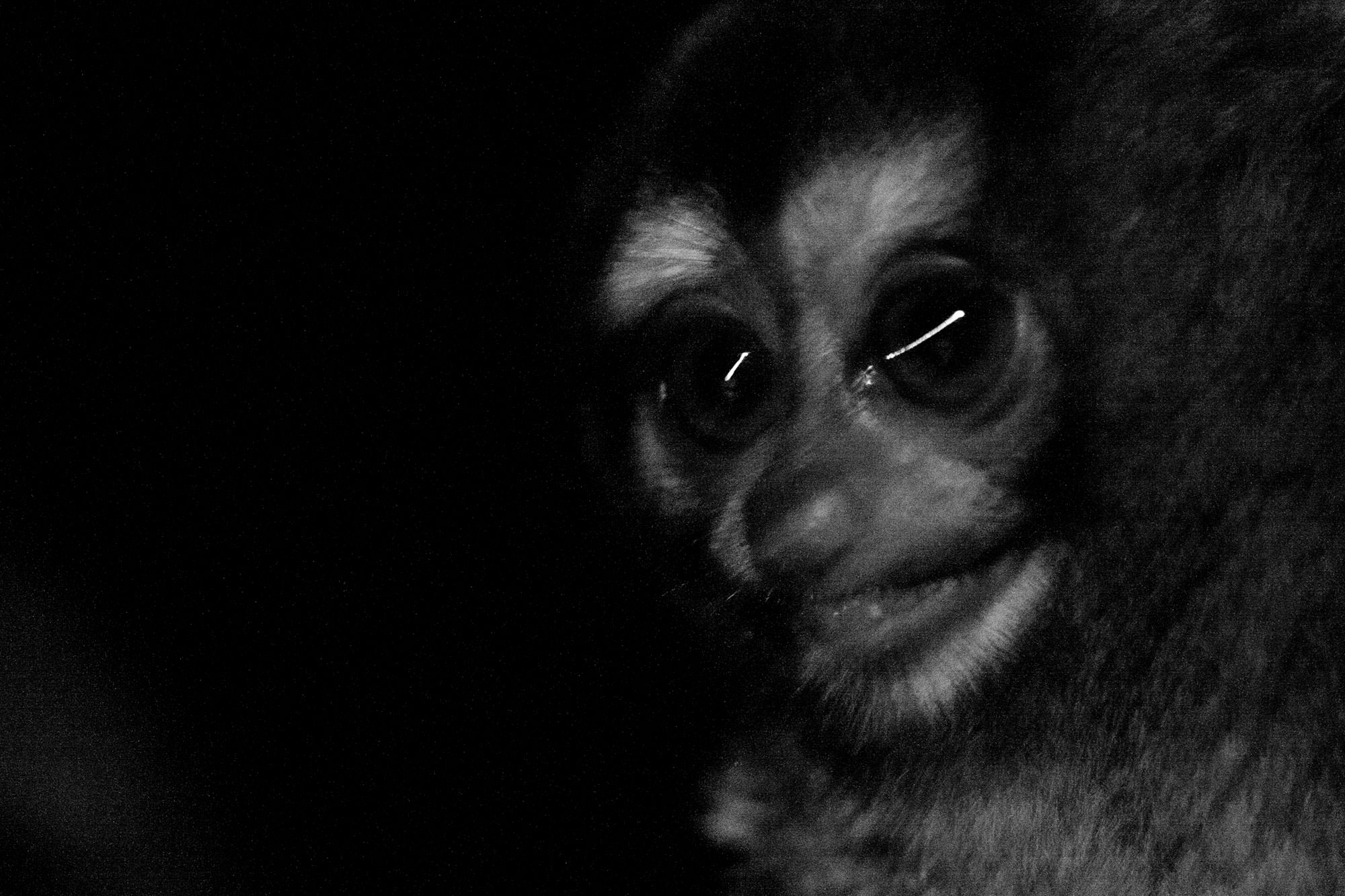 Night Monkey