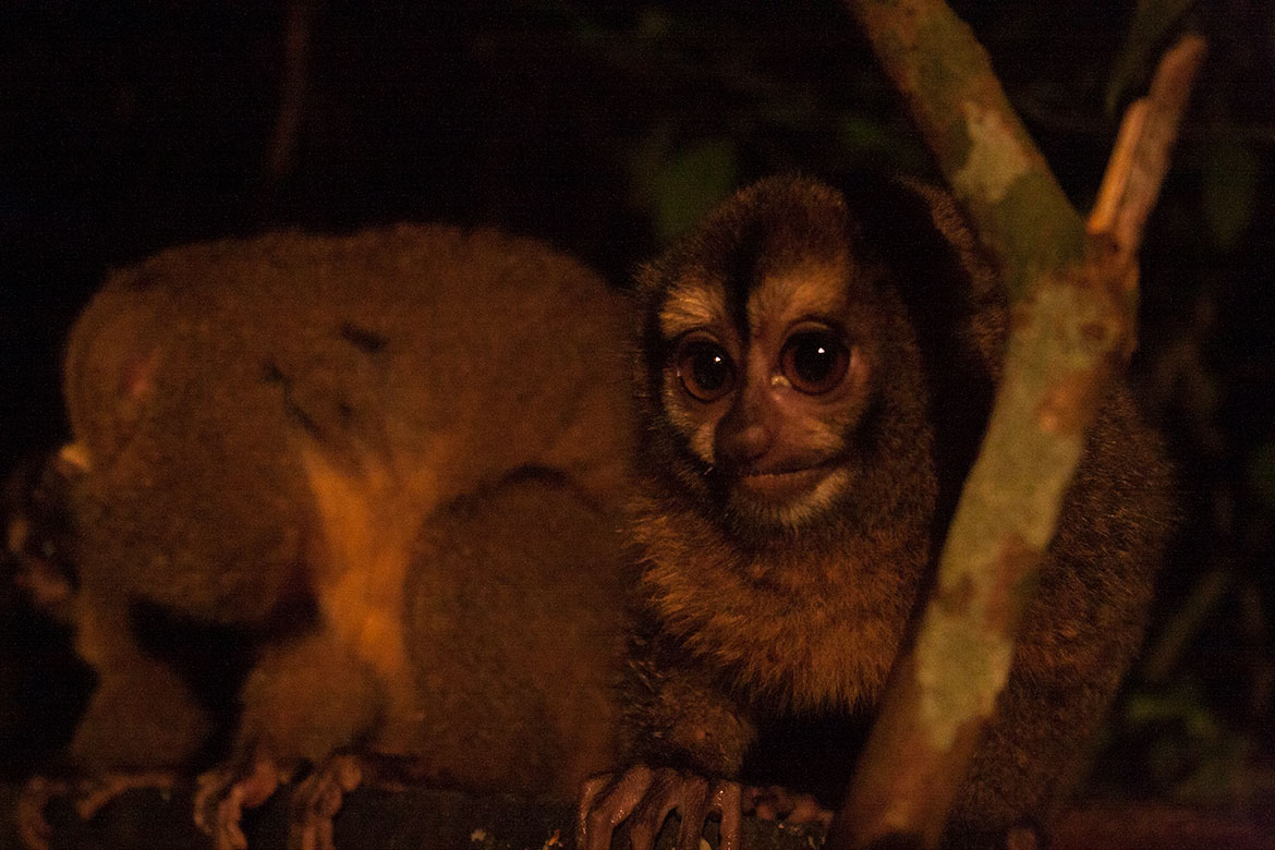 Panamanian Night Monkey (Aotus zonalis)