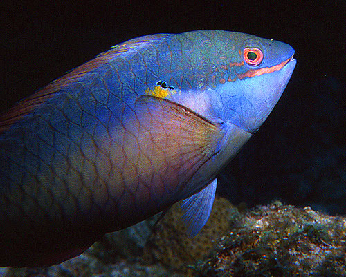 Parrotfish