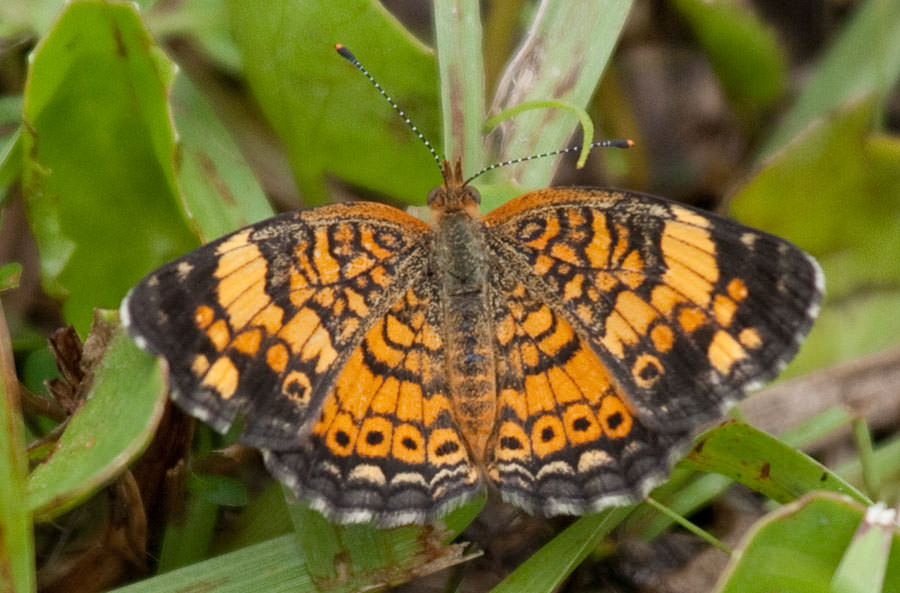 Pearl Crescent (Phyciodes tharos), Louisiana