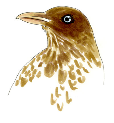Watercolor and Copic marker sketch of a Pearly-eyed Thrasher (Margarops fuscatus), by Erik Gauger.
