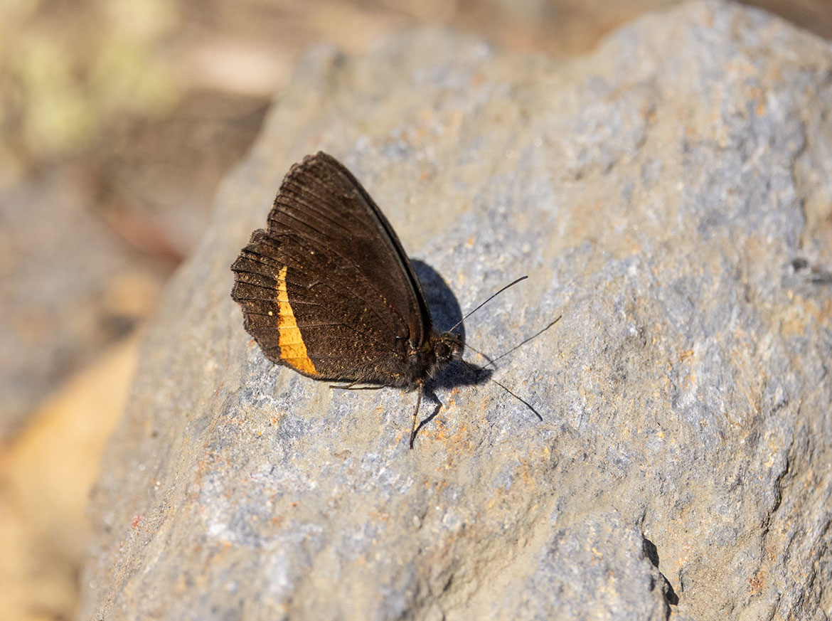 Pedaliodes tyrrheus (Pedaliodes tyrrheus), Santa Marta Mountains, Magdalena, Colombia