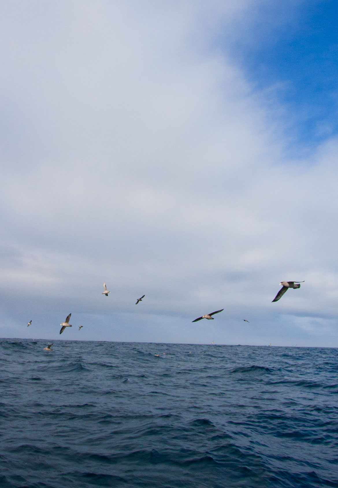 Pelagic Birding