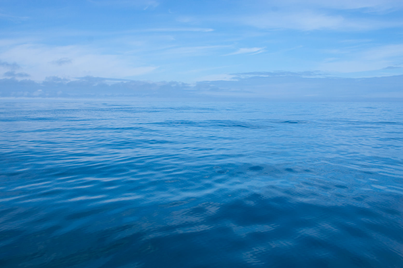 Pelagic birding on the Perpetua Sea Bank, Oregon