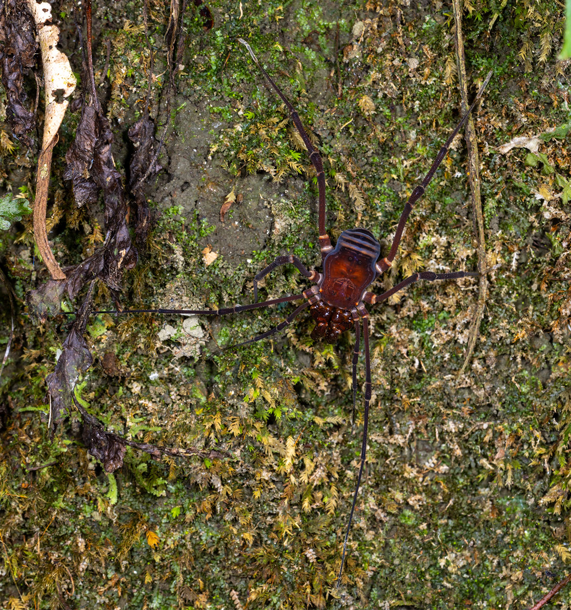 Armored harvestman (Phalangodus kuryi) at El Dorado Reserve, Colombia