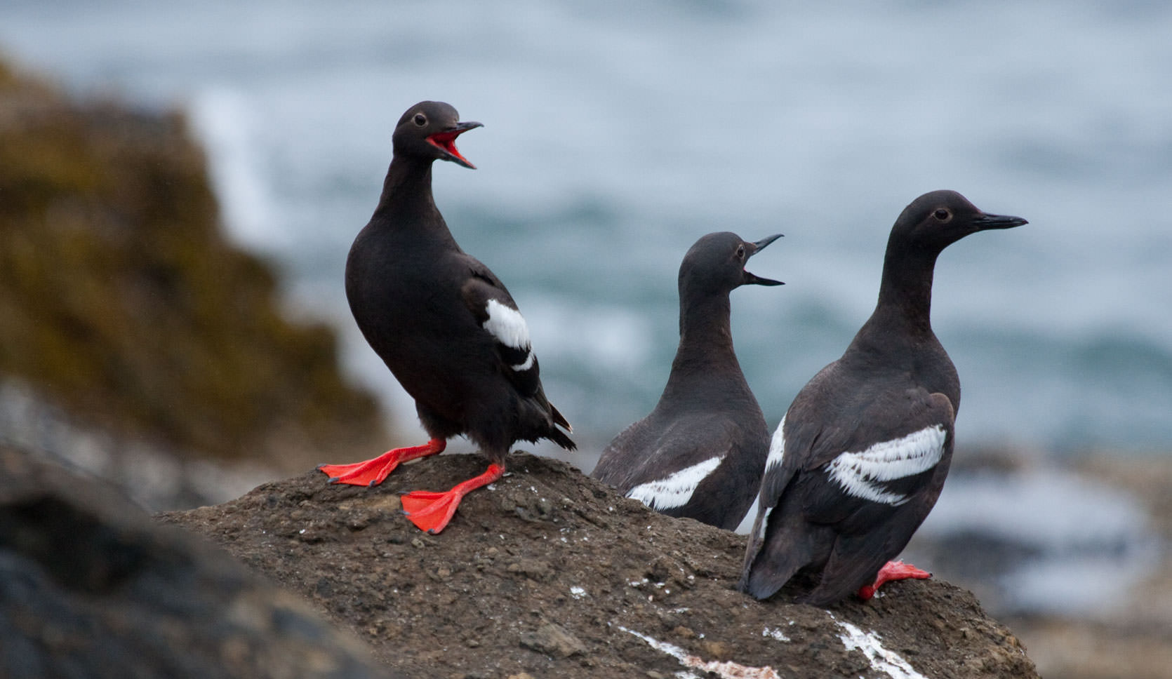 Pigeon Guillemots