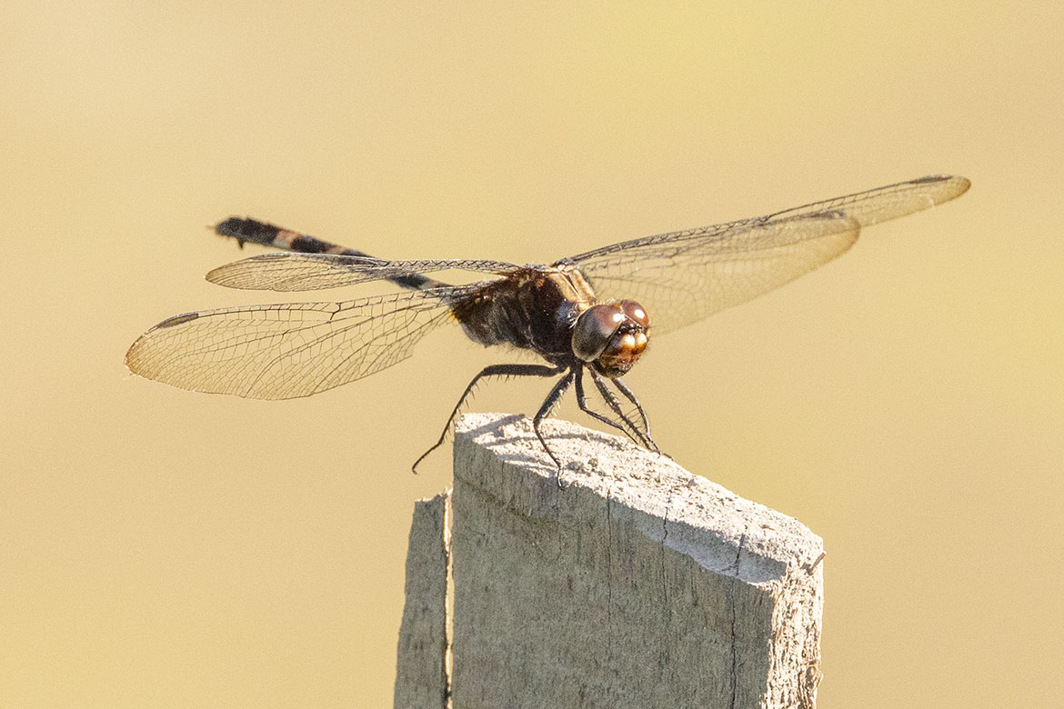 Pin-tailed Pondhawk (Erythemis plebeja) near Barranquilla, Colombia—slender abdomen with narrow terminal segments