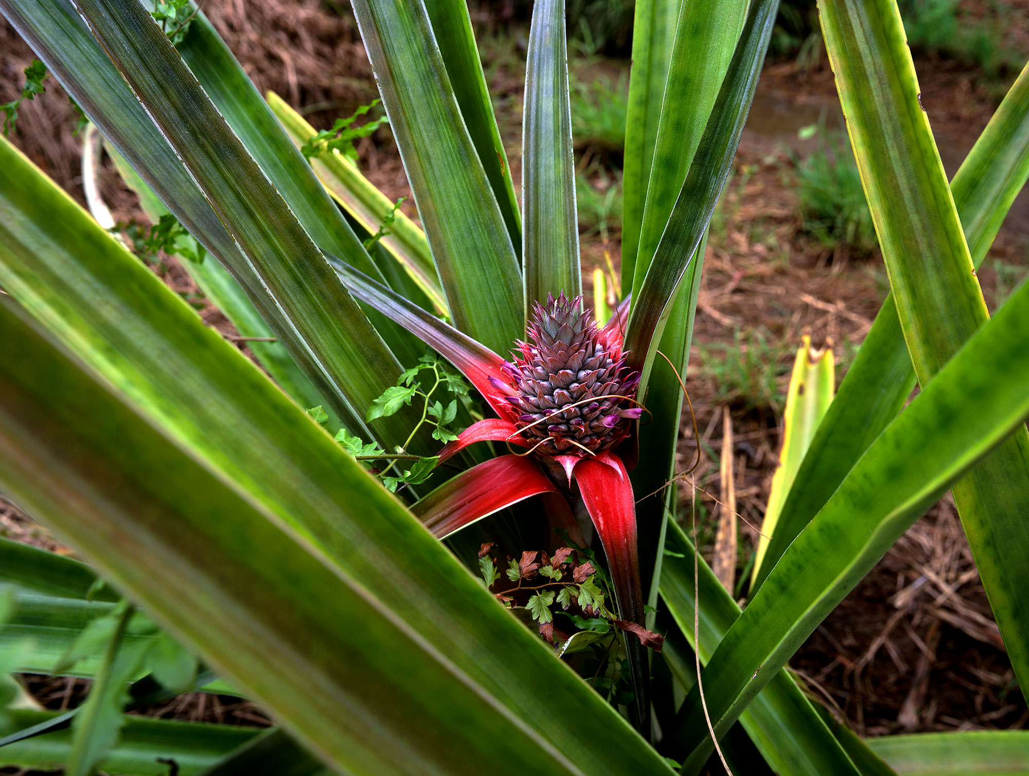 Pineapple growing in Guna Mainland